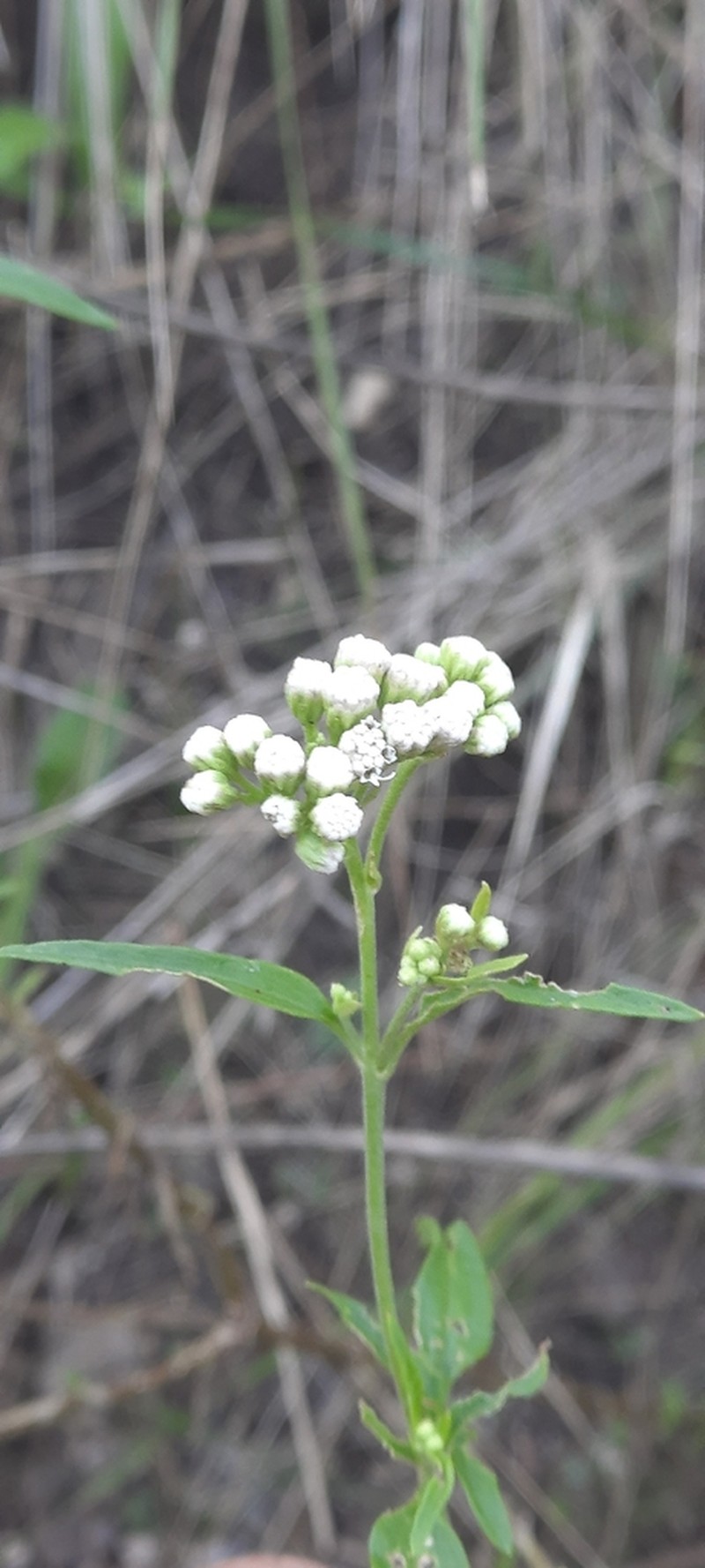 Hatschbachiella tweedieana photo 2