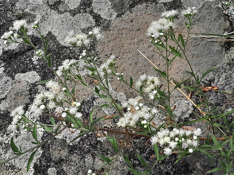 Hatschbachiella tweedieana photo 3