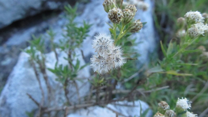 Hatschbachiella tweedieana photo 7