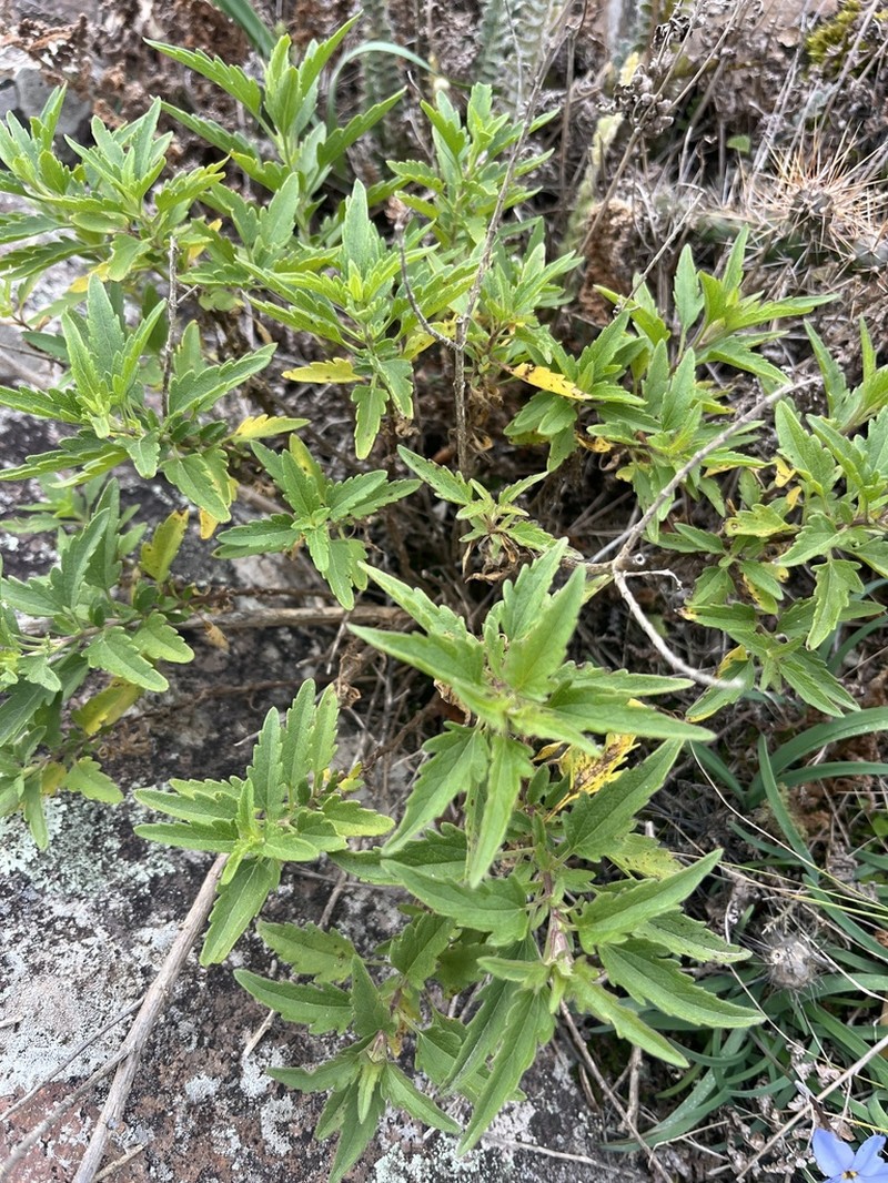 Hatschbachiella tweedieana photo 8
