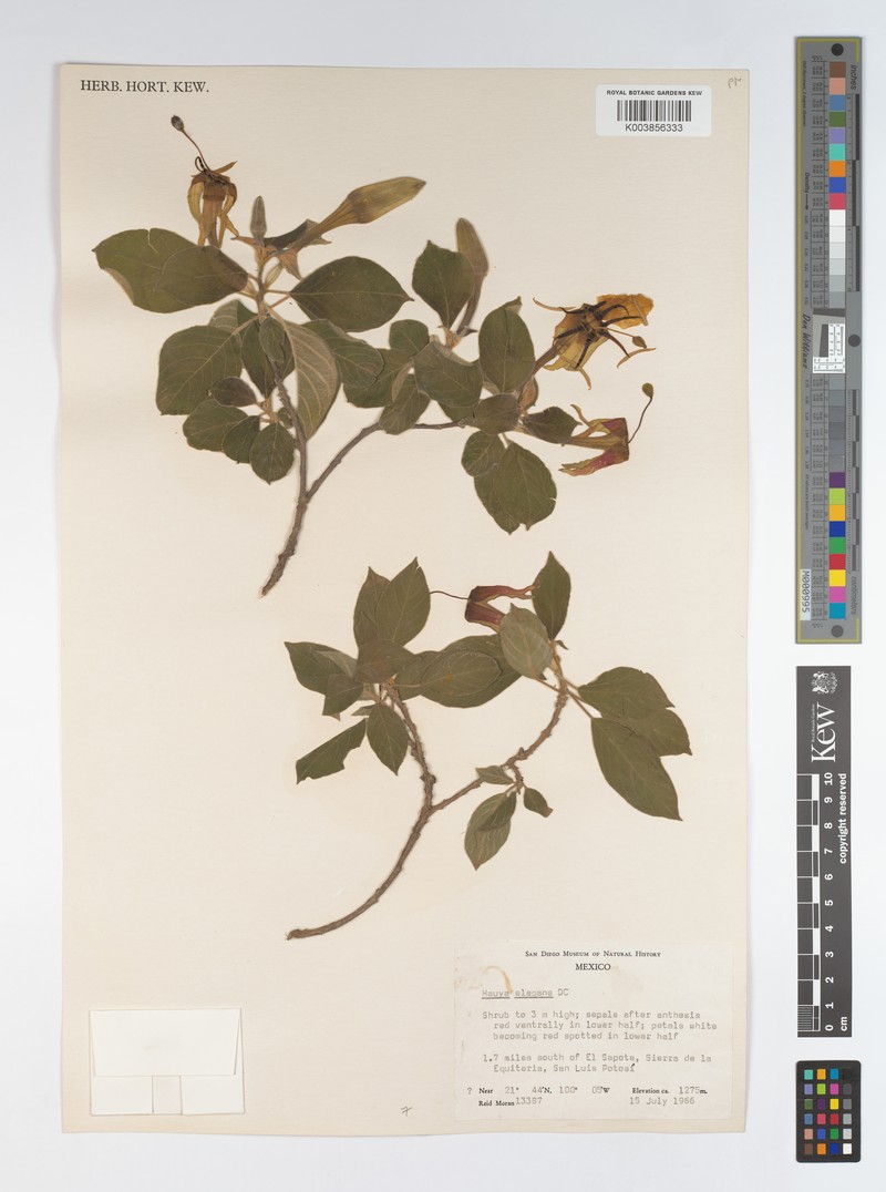 Hauya elegans subsp. elegans