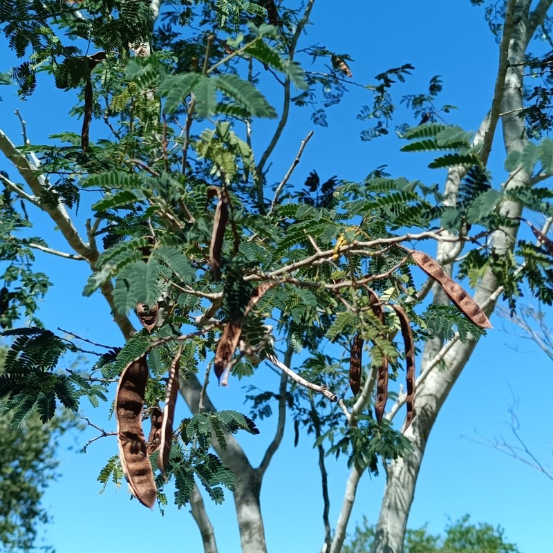 Haujillo