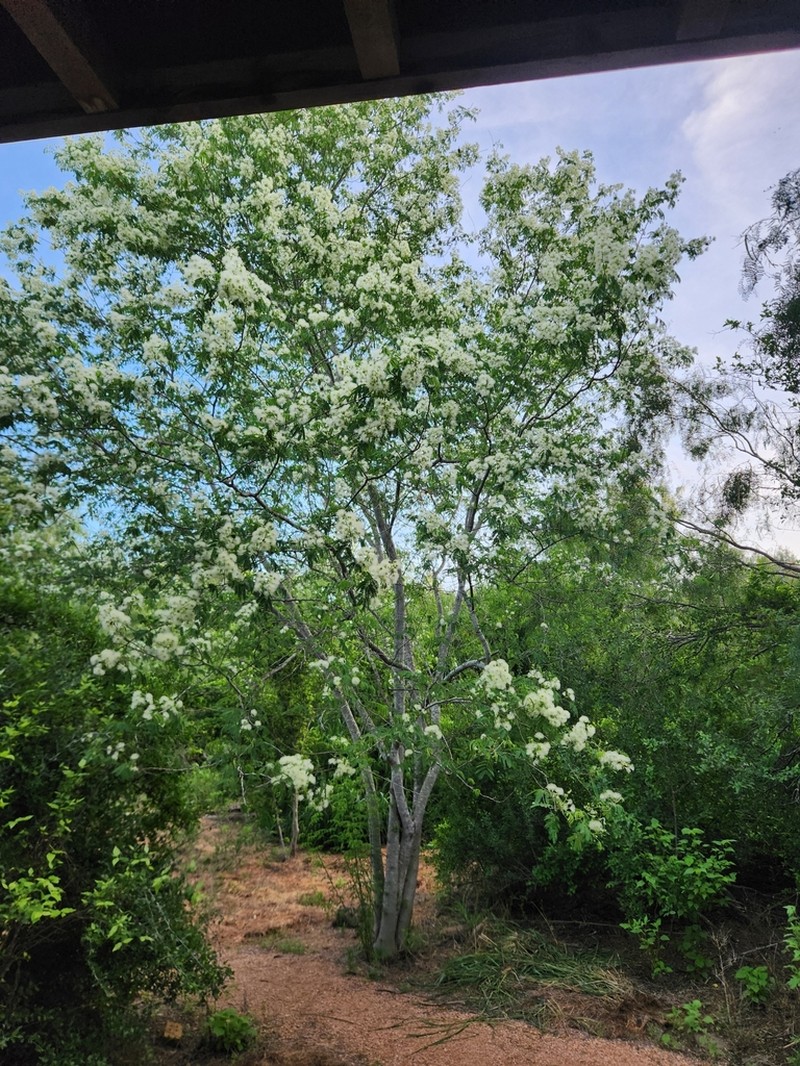 Haujillo photo 2