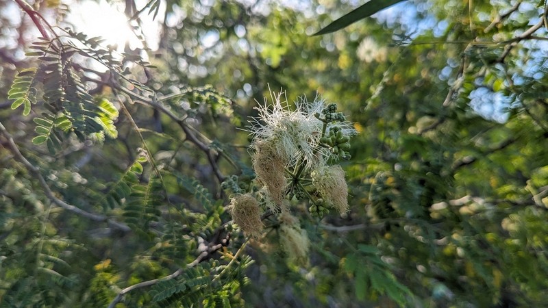 Haujillo photo 3