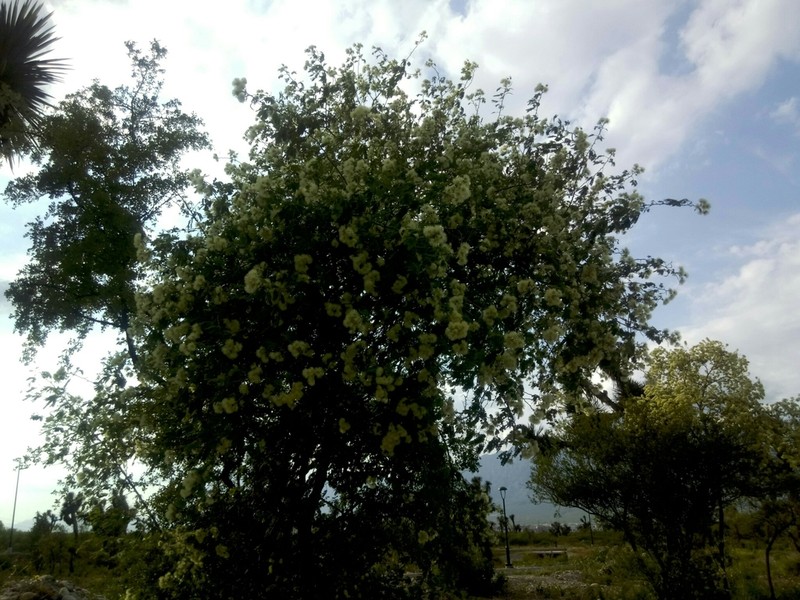 Haujillo photo 5