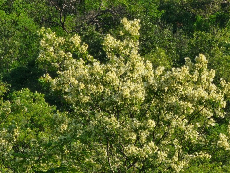 Haujillo photo 8