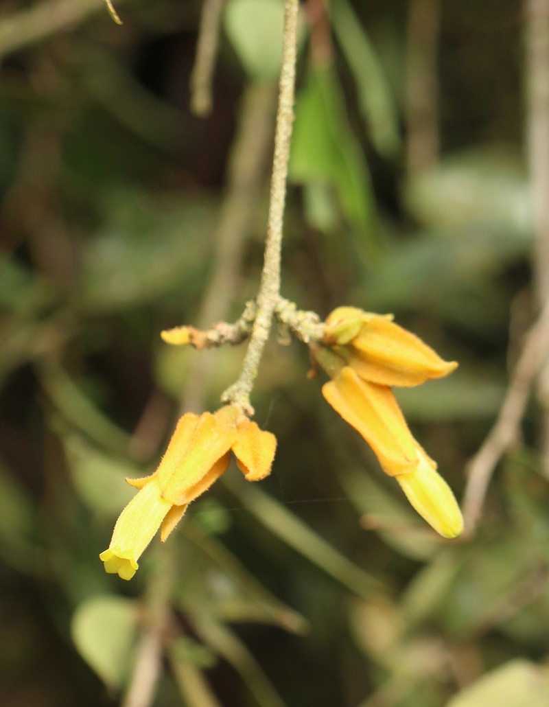 Hawkesiophyton ochraceum