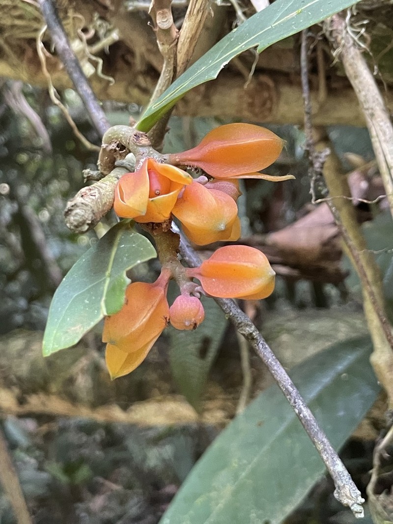 Hawkesiophyton ochraceum photo 2