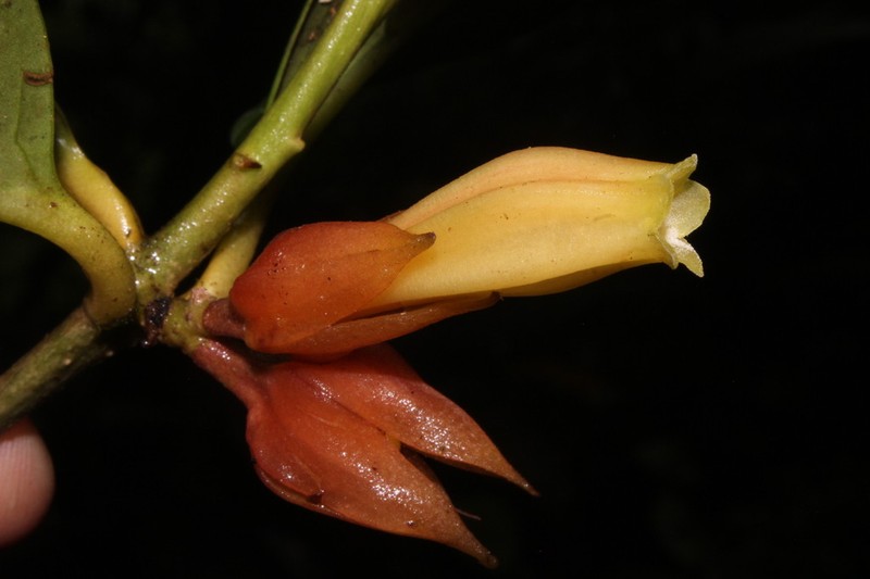 Hawkesiophyton ochraceum photo 3
