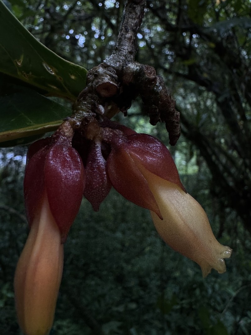 Hawkesiophyton ochraceum photo 4