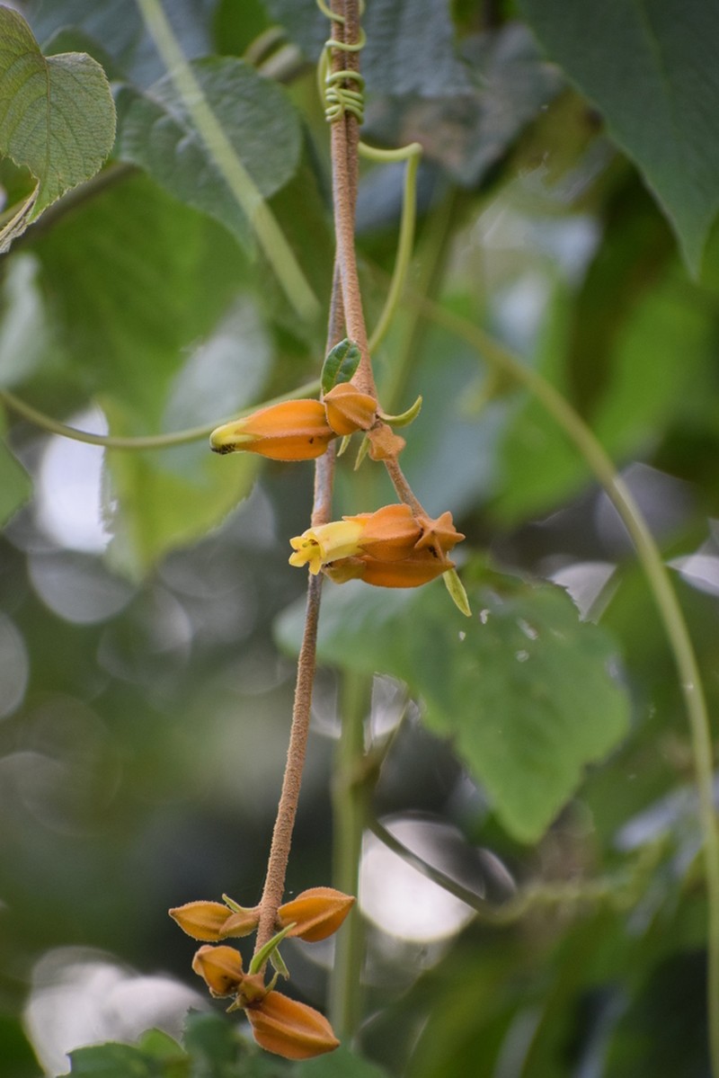 Hawkesiophyton ochraceum photo 5