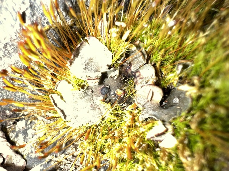 Hawksworthiana peltigericola
