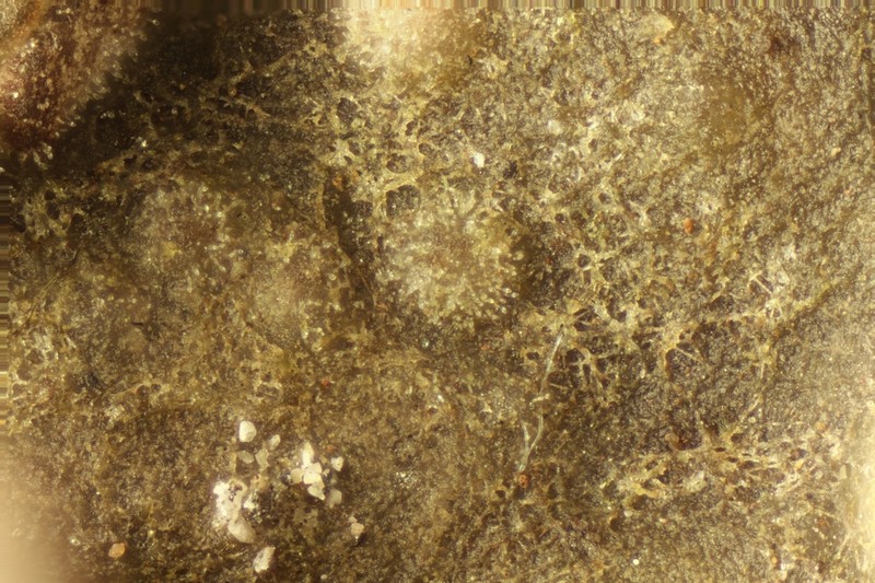 Hawksworthiana peltigericola photo 2