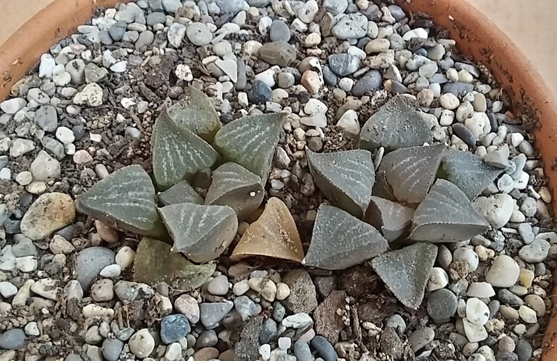 Haworthia magnifica var. obserata