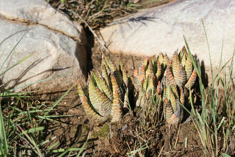 Haworthiopsis fasciata var. browniana