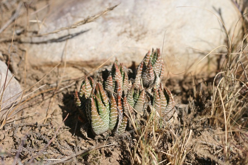 Haworthiopsis fasciata var. browniana photo 2