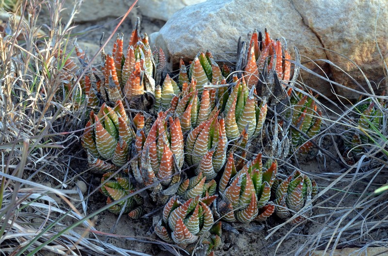 Haworthiopsis fasciata var. browniana photo 3