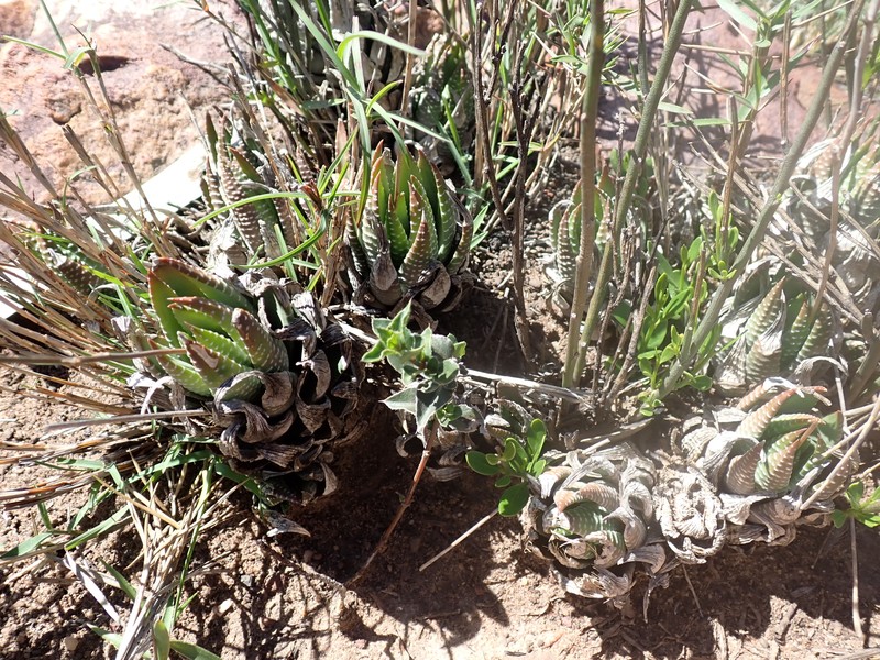 Haworthiopsis fasciata var. fasciata