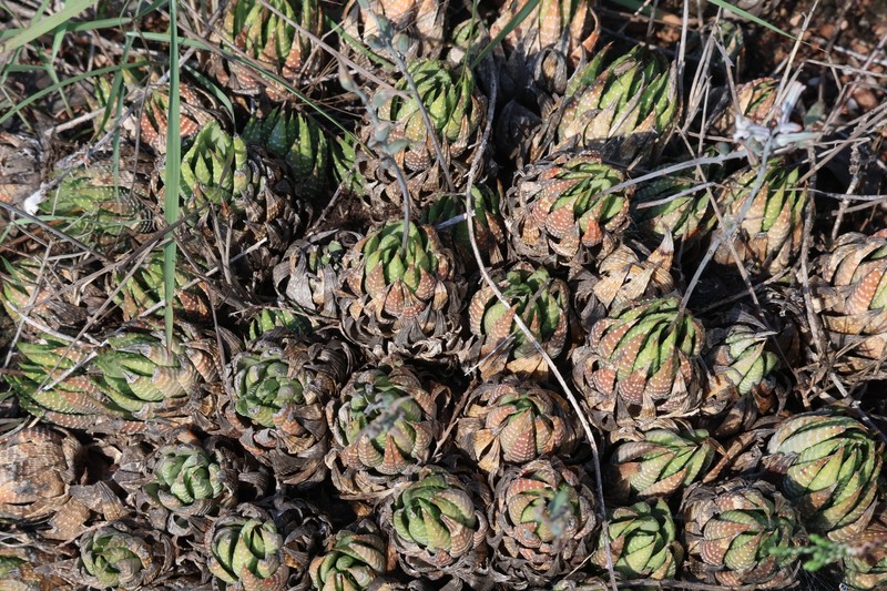 Haworthiopsis fasciata var. fasciata photo 2
