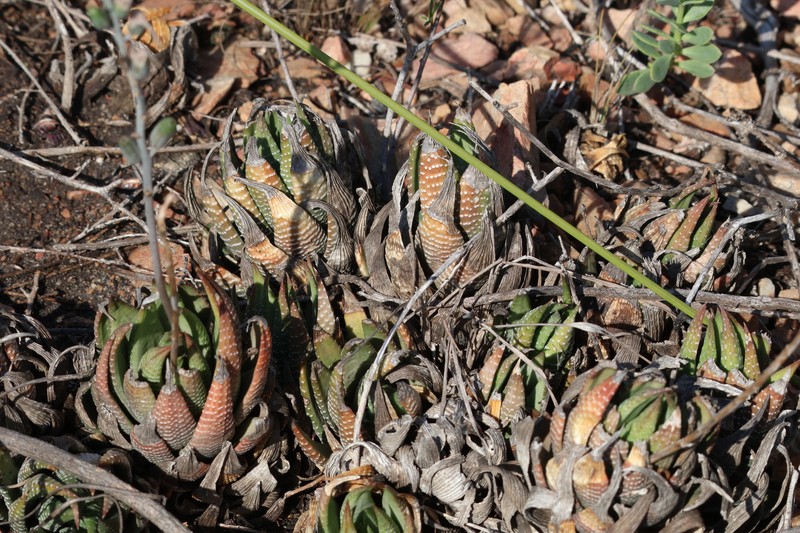 Haworthiopsis fasciata var. fasciata photo 3