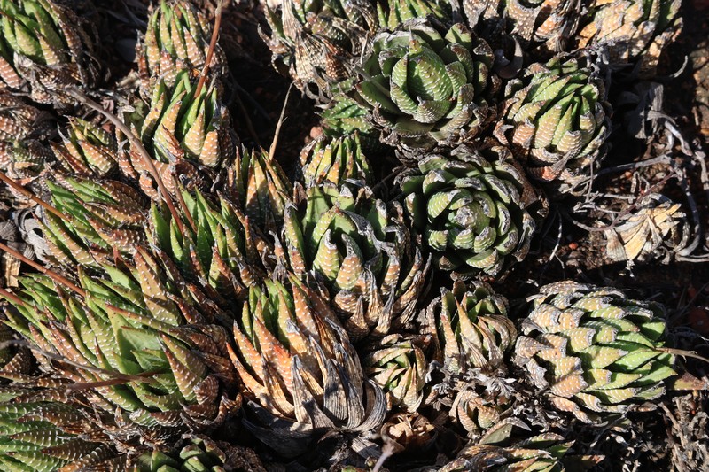 Haworthiopsis fasciata var. fasciata photo 4
