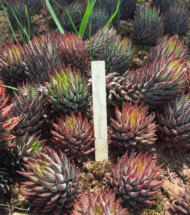Haworthiopsis reinwardtii f. chalumnensis