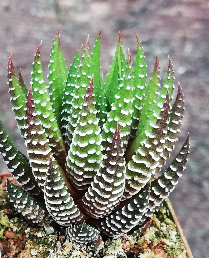 Haworthiopsis reinwardtii f. chalumnensis photo 2