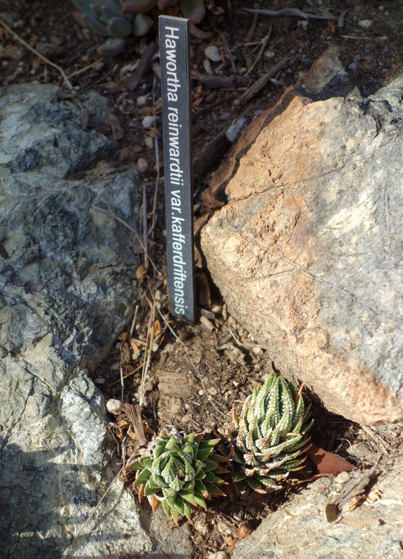 Haworthiopsis reinwardtii f. kaffirdriftensis