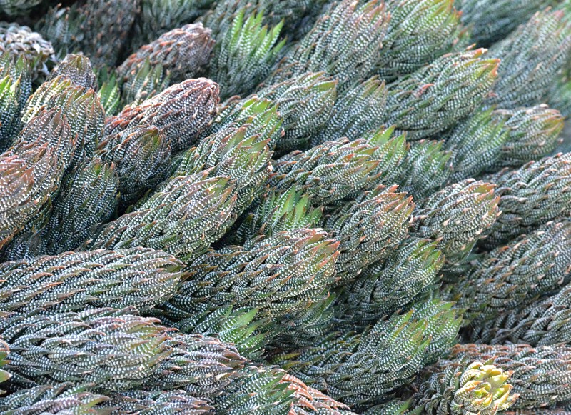 Haworthiopsis reinwardtii f. kaffirdriftensis photo 2