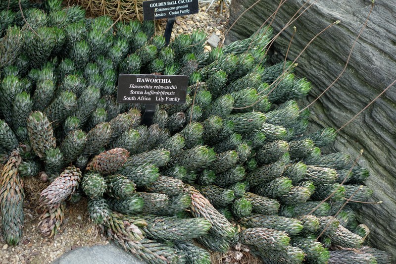 Haworthiopsis reinwardtii f. kaffirdriftensis photo 3