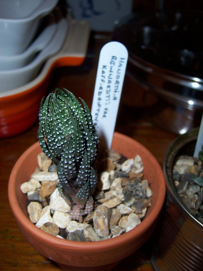 Haworthiopsis reinwardtii f. kaffirdriftensis photo 4