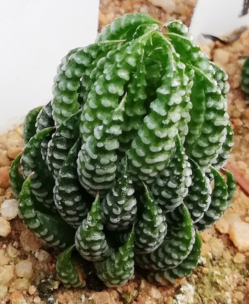 Haworthiopsis reinwardtii f. olivacea
