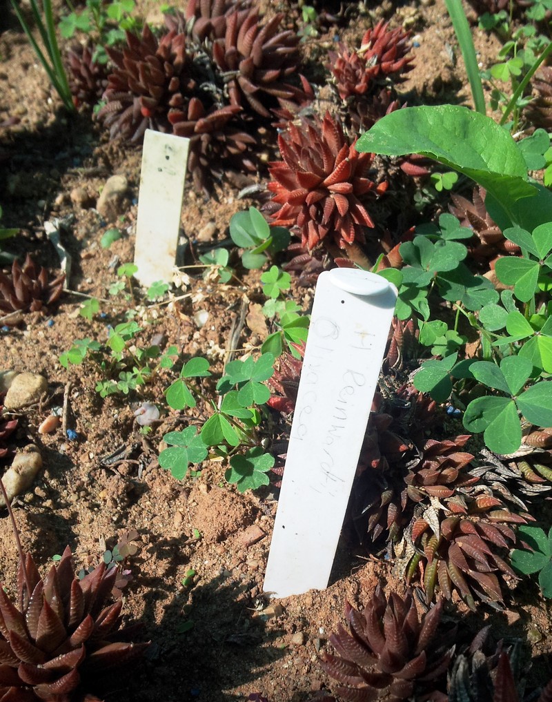 Haworthiopsis reinwardtii f. olivacea photo 2