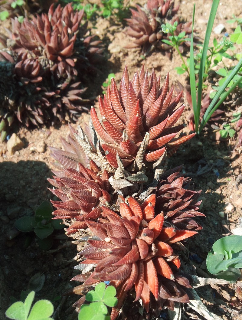 Haworthiopsis reinwardtii f. olivacea photo 3