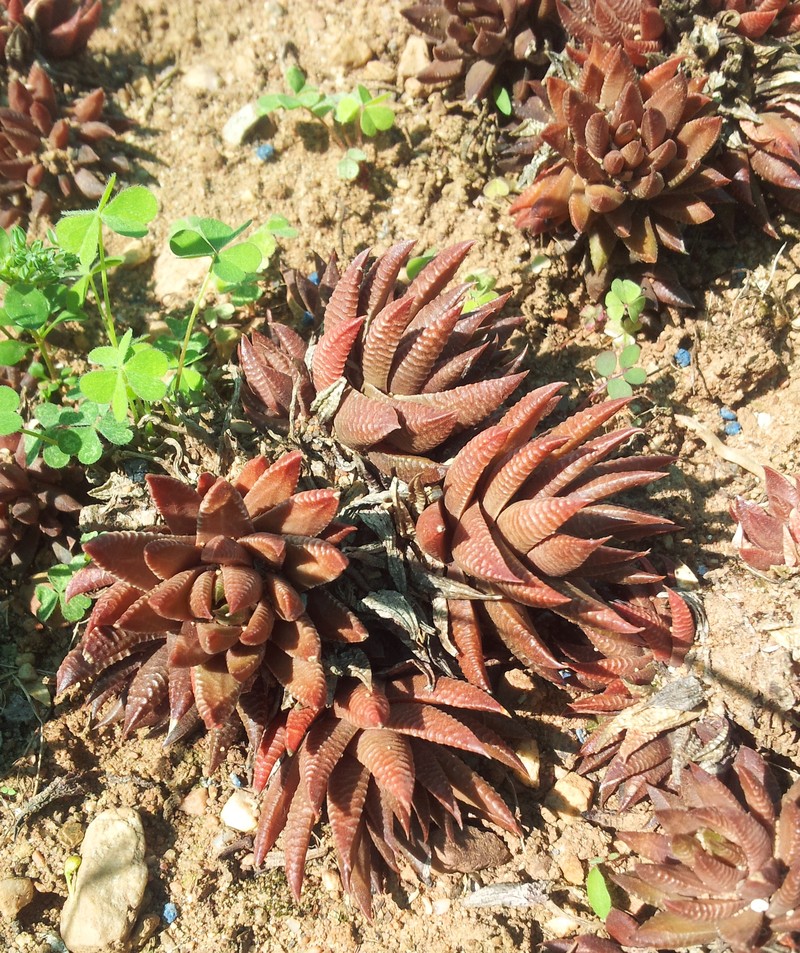 Haworthiopsis reinwardtii f. olivacea photo 4