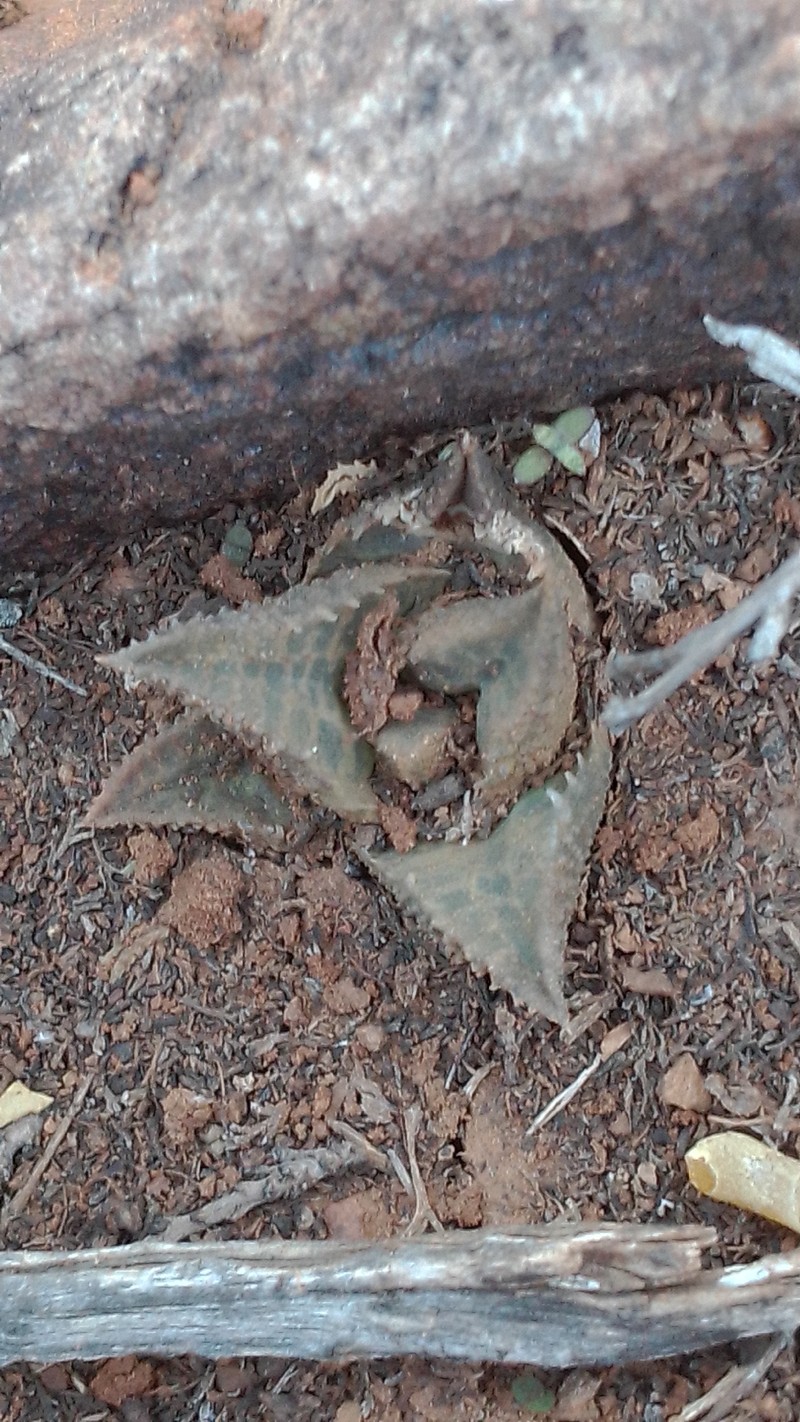Haworthiopsis tessellata var. tessellata
