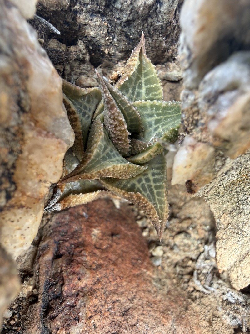 Haworthiopsis tessellata var. tessellata photo 2