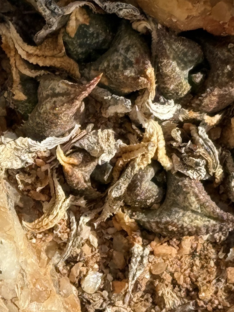 Haworthiopsis tessellata var. tessellata photo 3