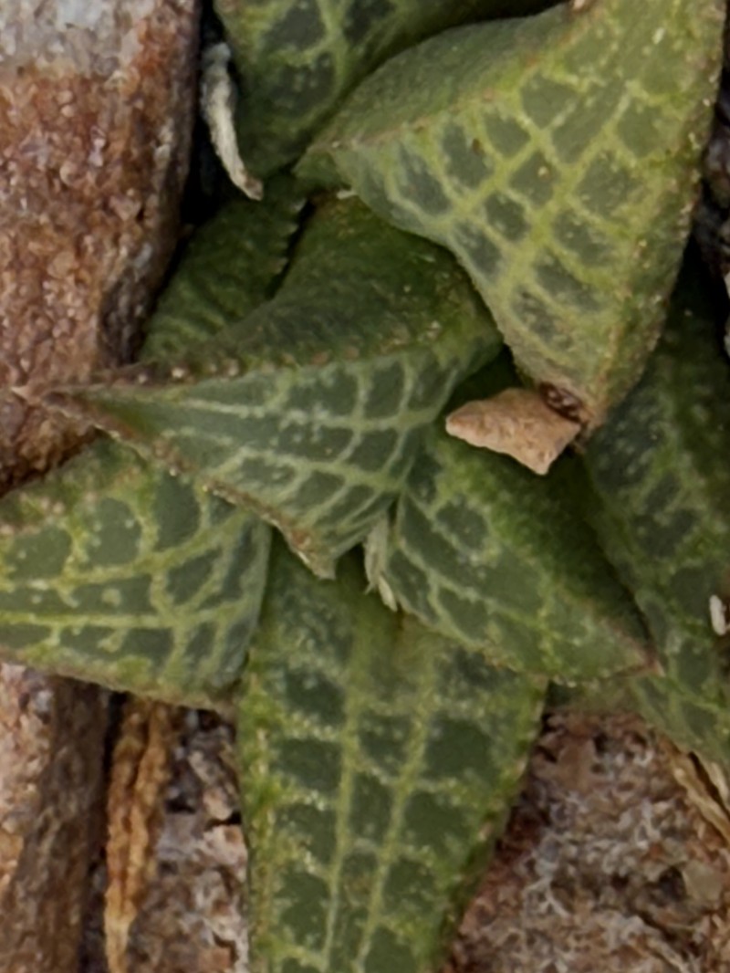 Haworthiopsis tessellata var. tessellata photo 4