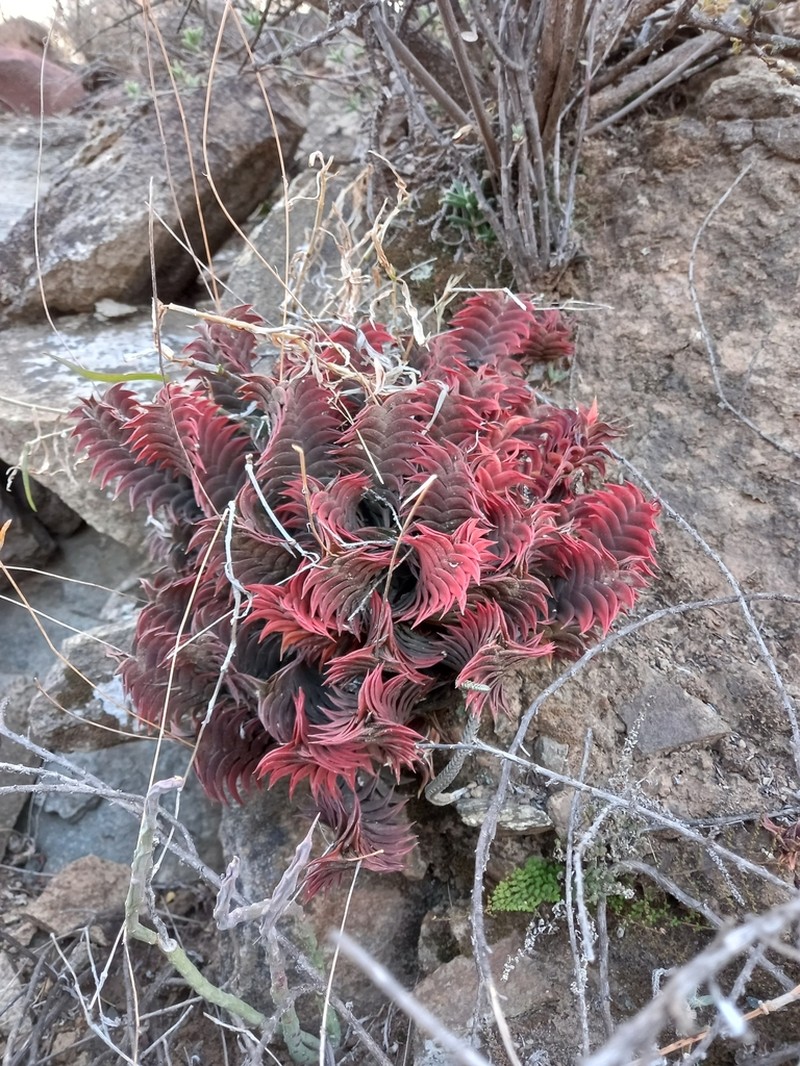 Haworthiopsis viscosa