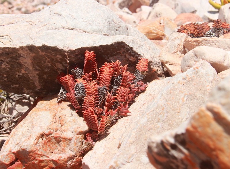 Haworthiopsis viscosa photo 2