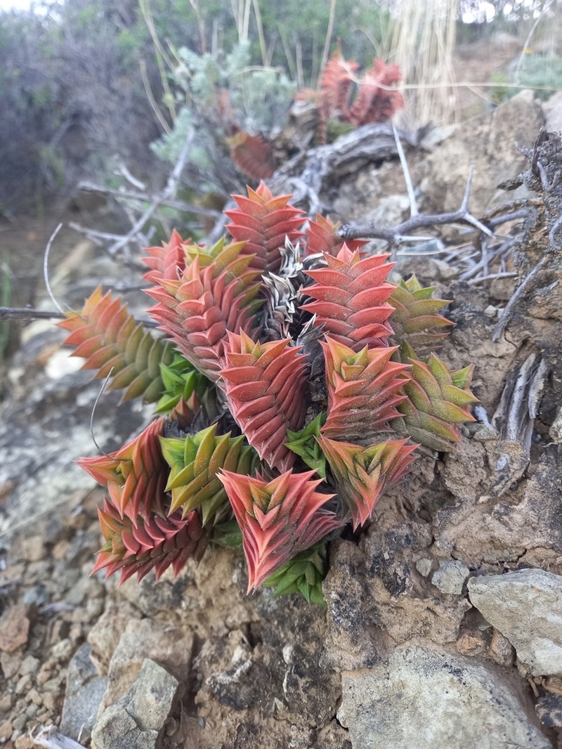 Haworthiopsis viscosa photo 3