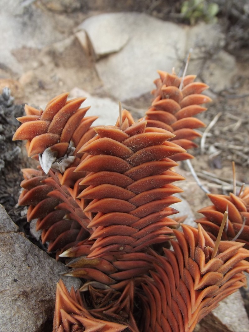 Haworthiopsis viscosa photo 4