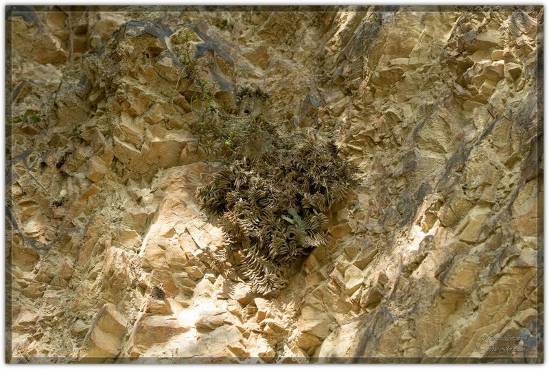 Haworthiopsis viscosa photo 5