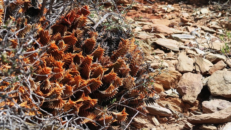 Haworthiopsis viscosa photo 6