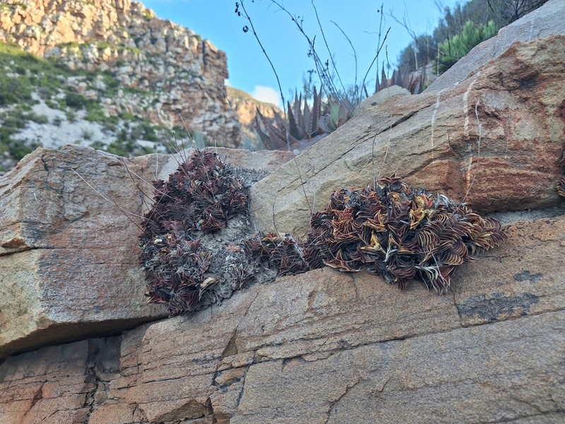 Haworthiopsis viscosa photo 7