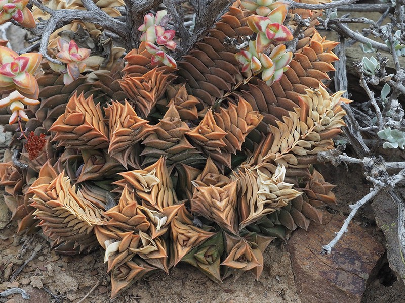 Haworthiopsis viscosa photo 8