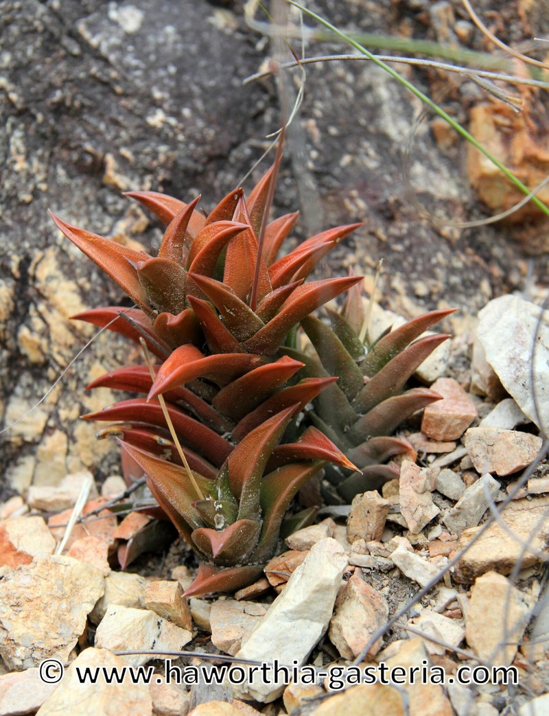 Haworthiopsis viscosa var. variabilis