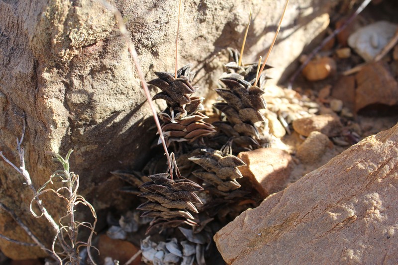 Haworthiopsis viscosa var. viscosa