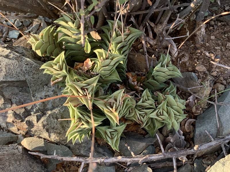 Haworthiopsis viscosa var. viscosa photo 2